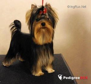  SHARMNATAN'S WASABI — Labaza DogPedigree YorkshireTerrier